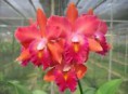 /album/orchidky/cattleya-blc-jairak-summer-orange-red-jpg1/